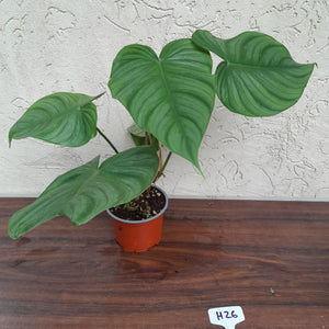 #H26 Philodendron Tenue x Plowmanii