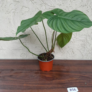 #H26 Philodendron Tenue x Plowmanii