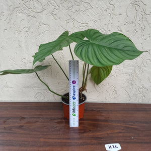 #H26 Philodendron Tenue x Plowmanii