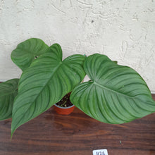 Load image into Gallery viewer, #H26 Philodendron Tenue x Plowmanii