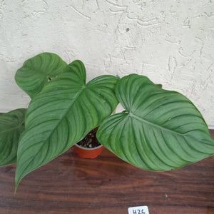 #H26 Philodendron Tenue x Plowmanii