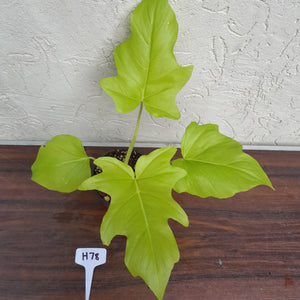 #H78 Philodendron Warscewiczii Flavum - Aurea