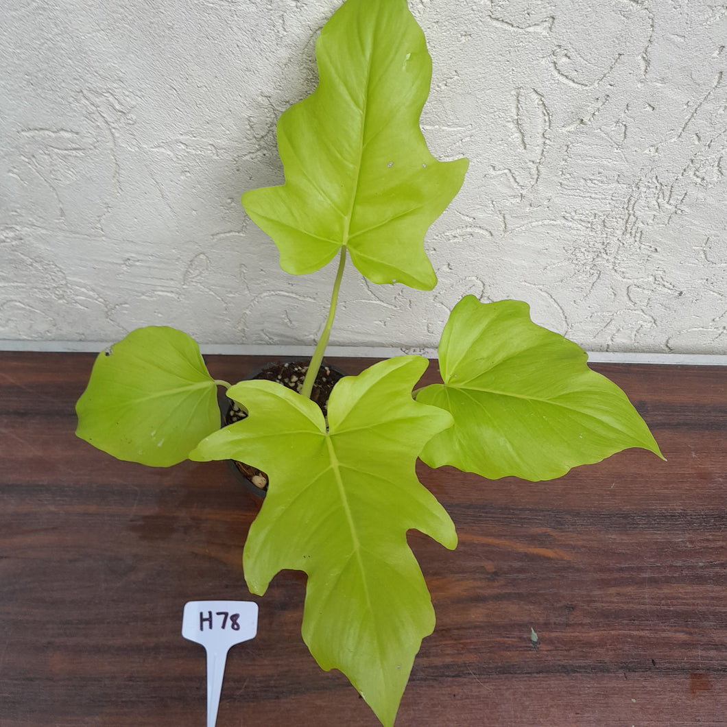 #H78 Philodendron Warscewiczii Flavum - Aurea