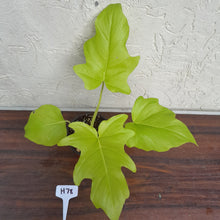 Load image into Gallery viewer, #H78 Philodendron Warscewiczii Flavum - Aurea