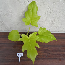 Load image into Gallery viewer, #H78 Philodendron Warscewiczii Flavum - Aurea