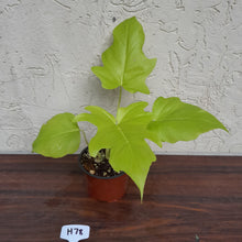 Load image into Gallery viewer, #H78 Philodendron Warscewiczii Flavum - Aurea