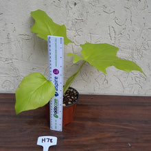 Load image into Gallery viewer, #H78 Philodendron Warscewiczii Flavum - Aurea