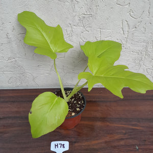 #H78 Philodendron Warscewiczii Flavum - Aurea