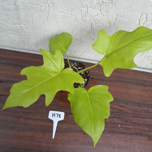 #H78 Philodendron Warscewiczii Flavum - Aurea