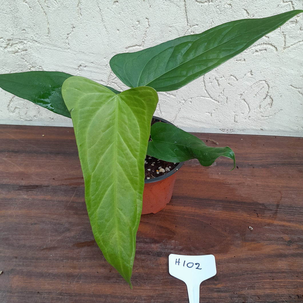 #H102 Anthurium Truncicola x 'Dark Night'