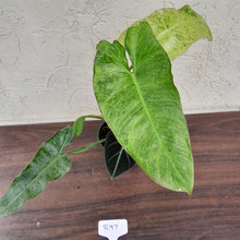 Load image into Gallery viewer, #R97 Philodendron Paraiso Verde