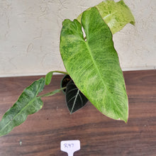 Load image into Gallery viewer, #R97 Philodendron Paraiso Verde