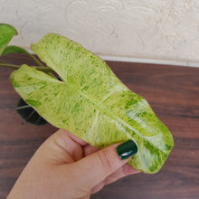 Load image into Gallery viewer, #R97 Philodendron Paraiso Verde