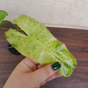 #R97 Philodendron Paraiso Verde