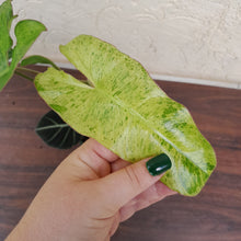 Load image into Gallery viewer, #R97 Philodendron Paraiso Verde