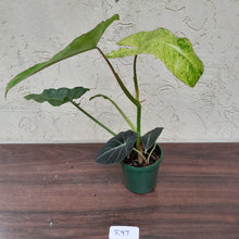 Load image into Gallery viewer, #R97 Philodendron Paraiso Verde