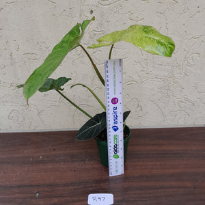 #R97 Philodendron Paraiso Verde