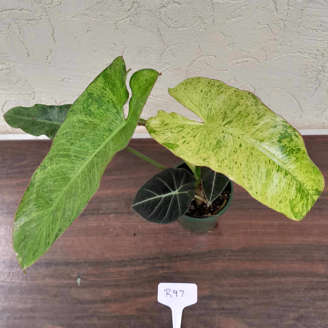 #R97 Philodendron Paraiso Verde