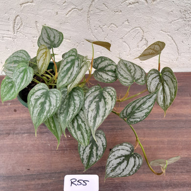 #R55 Philodendron Brandtianum