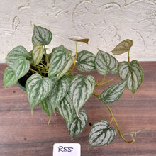 Load image into Gallery viewer, #R55 Philodendron Brandtianum