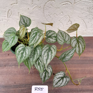 #R55 Philodendron Brandtianum