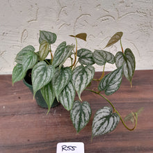 Load image into Gallery viewer, #R55 Philodendron Brandtianum