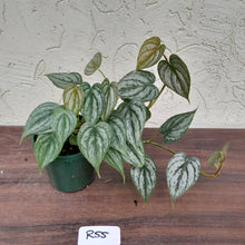 Load image into Gallery viewer, #R55 Philodendron Brandtianum