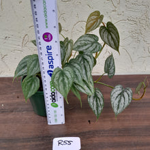 Load image into Gallery viewer, #R55 Philodendron Brandtianum