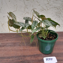 Load image into Gallery viewer, #R55 Philodendron Brandtianum