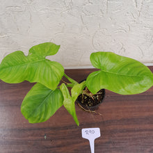 Load image into Gallery viewer, #R90 Philodendron Rothschuhianum