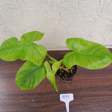 #R90 Philodendron Rothschuhianum