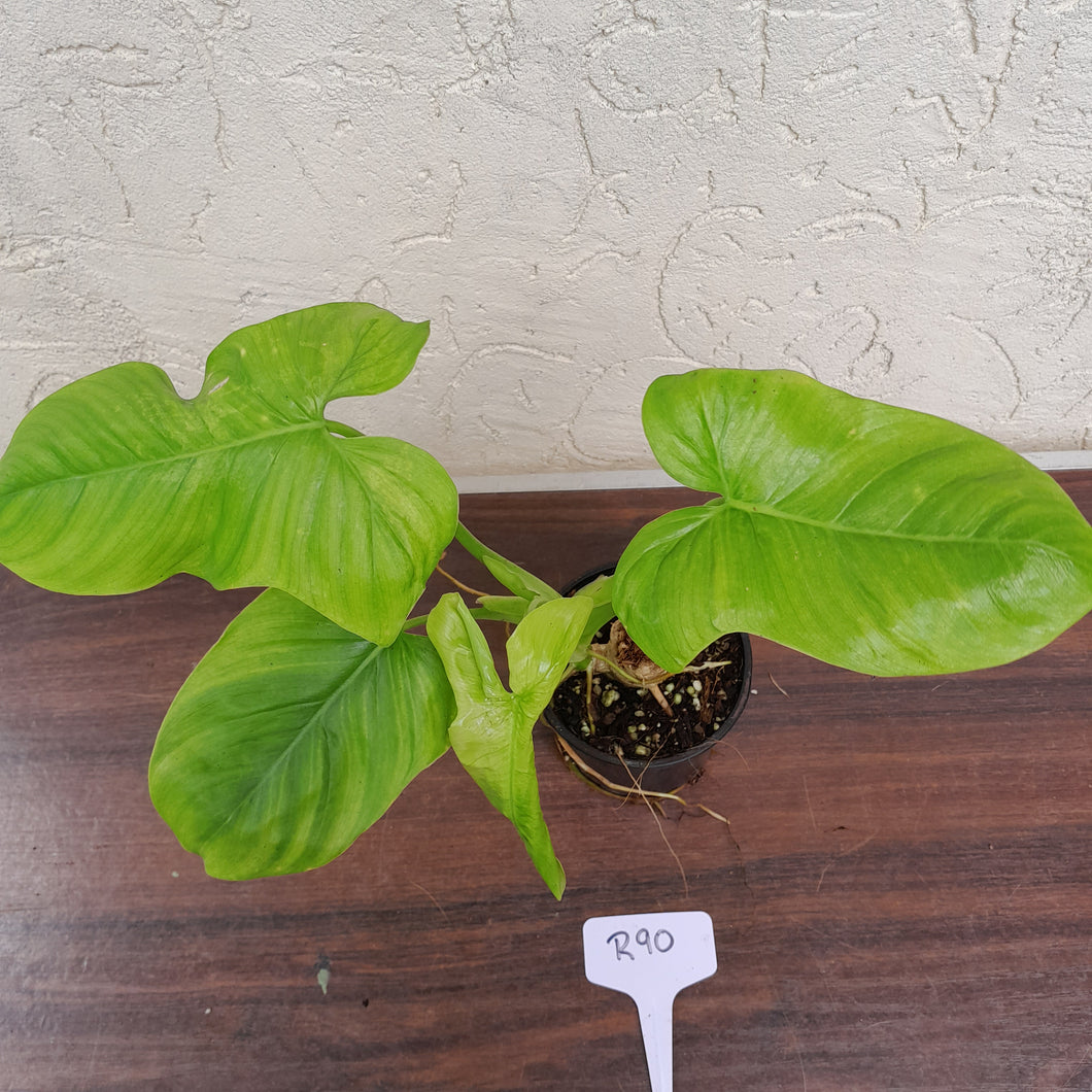 #R90 Philodendron Rothschuhianum
