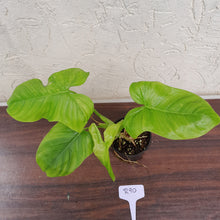 Load image into Gallery viewer, #R90 Philodendron Rothschuhianum