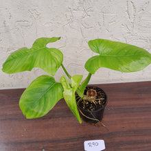 Load image into Gallery viewer, #R90 Philodendron Rothschuhianum
