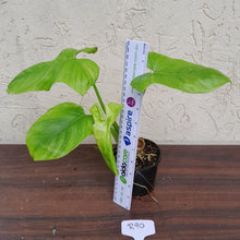 Load image into Gallery viewer, #R90 Philodendron Rothschuhianum