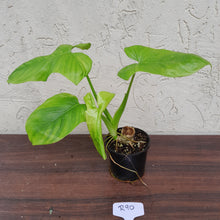 Load image into Gallery viewer, #R90 Philodendron Rothschuhianum