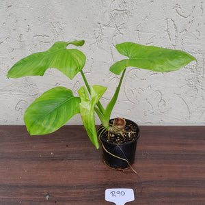 #R90 Philodendron Rothschuhianum