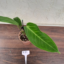 Load image into Gallery viewer, #R27 Anthurium Warocqueanum x Panamense