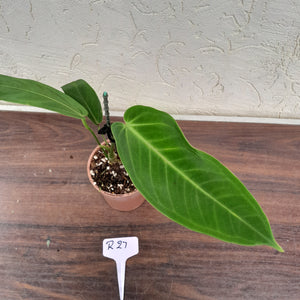 #R27 Anthurium Warocqueanum x Panamense