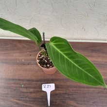 Load image into Gallery viewer, #R27 Anthurium Warocqueanum x Panamense