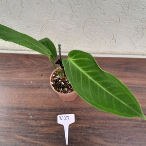 #R27 Anthurium Warocqueanum x Panamense