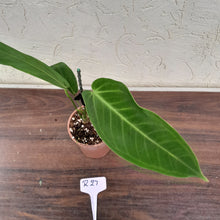 Load image into Gallery viewer, #R27 Anthurium Warocqueanum x Panamense