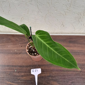 #R27 Anthurium Warocqueanum x Panamense