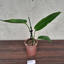 Load image into Gallery viewer, #R27 Anthurium Warocqueanum x Panamense