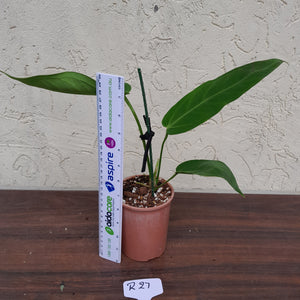 #R27 Anthurium Warocqueanum x Panamense