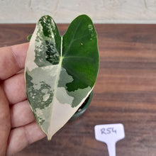 Load image into Gallery viewer, #R54 Alocasia Frydek - Variegated Alocasia Micholitziana