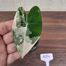 Load image into Gallery viewer, #R54 Alocasia Frydek - Variegated Alocasia Micholitziana
