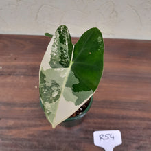 Load image into Gallery viewer, #R54 Alocasia Frydek - Variegated Alocasia Micholitziana