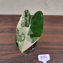 Load image into Gallery viewer, #R54 Alocasia Frydek - Variegated Alocasia Micholitziana