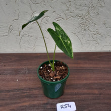 Load image into Gallery viewer, #R54 Alocasia Frydek - Variegated Alocasia Micholitziana